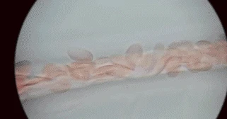1754992281452223.gif 30.gif